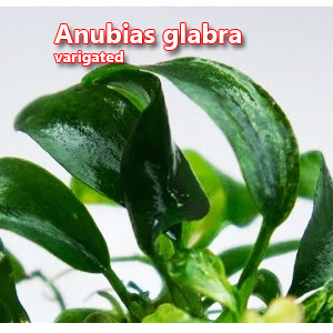 Anubias glabra varigated